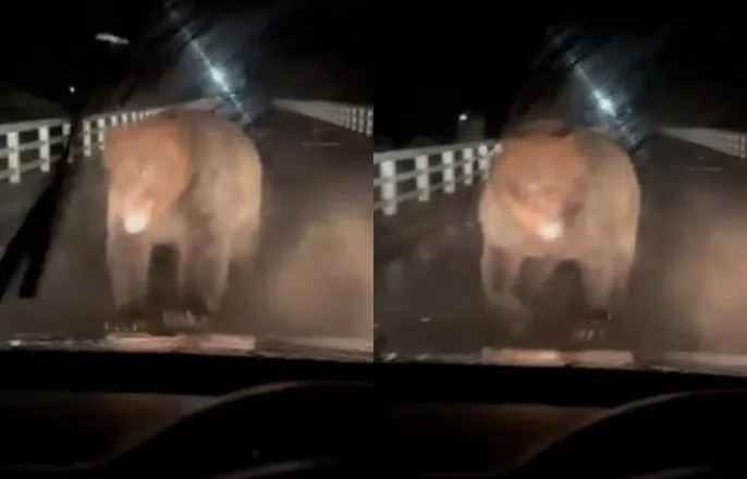 노란 수영복에 섹시한 몸매 어필하는 존예 처자