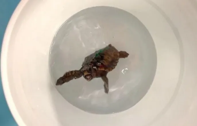 노란 수영복에 섹시한 몸매 어필하는 존예 처자