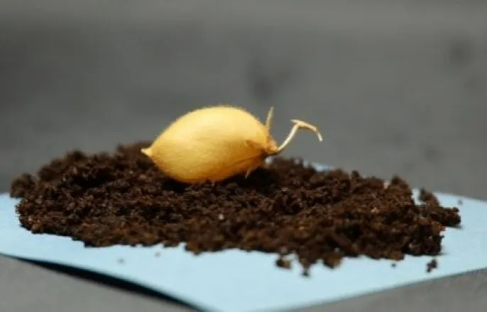 노란 수영복에 섹시한 몸매 어필하는 존예 처자