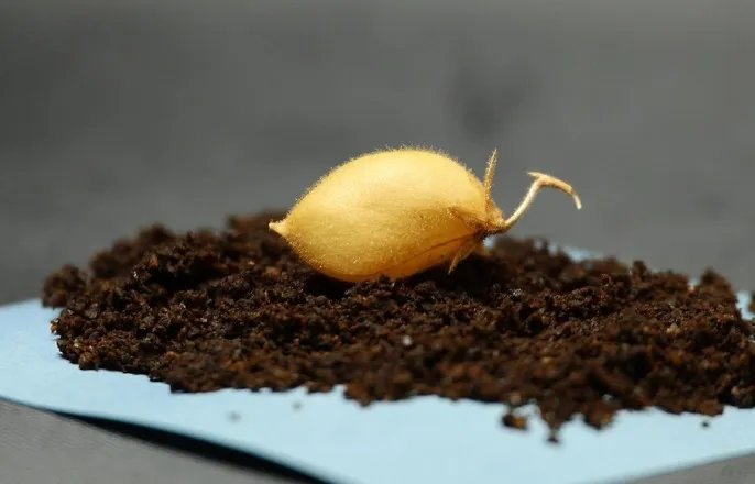 노란 수영복에 섹시한 몸매 어필하는 존예 처자