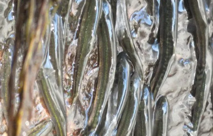 노란 수영복에 섹시한 몸매 어필하는 존예 처자