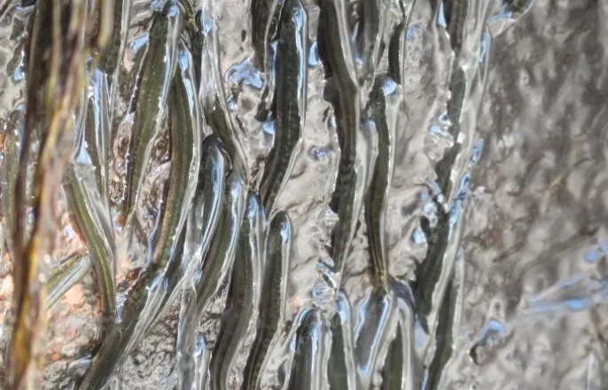 노란 수영복에 섹시한 몸매 어필하는 존예 처자