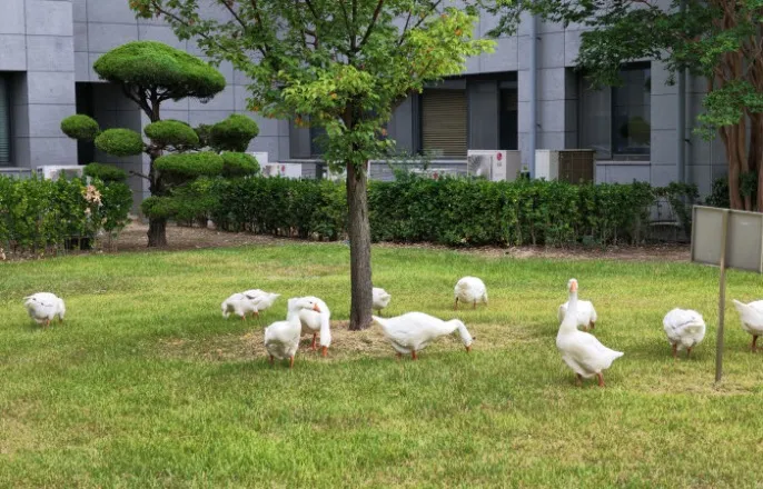 노란 수영복에 섹시한 몸매 어필하는 존예 처자