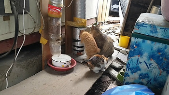 [고양이]얼지 않는 물그릇 개선(좀 더 편하게 물을 주자)