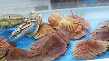 제주 올레시장의 신기하고 재밌는 해산물 탐방, 여기오면 꼭 사야할 것들