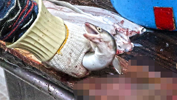 마리당 13초, 붕장어(아나고) 손질의 달인