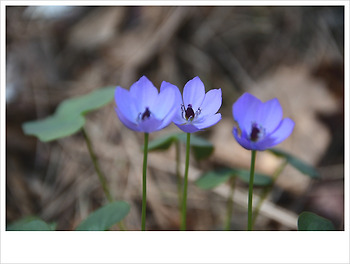 깽깽이풀...♥♡♥