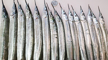 남해 학꽁치(サヨリ) 낚시, 이정도 씨알은 돼야 낚시할 맛 나지!