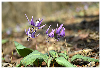 얼레지...♥♡♥
