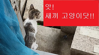 [길고양이]이 그지같은 집구석을 밝혀주는 아름다운 생명체들