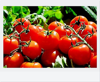 토마토 효능 라이코펜 40배로 올려주는 음식