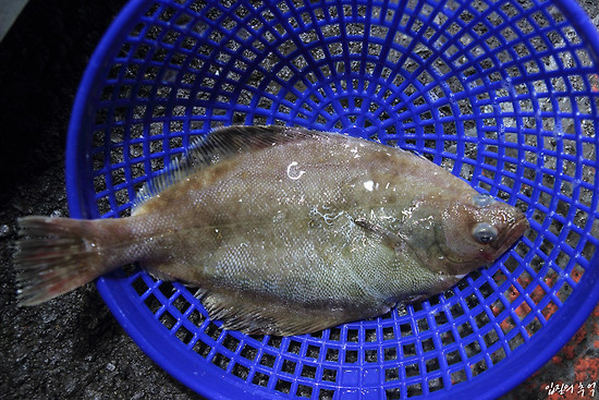 흔하지만 맛이 좋은 가자미의 표준, 용가자미