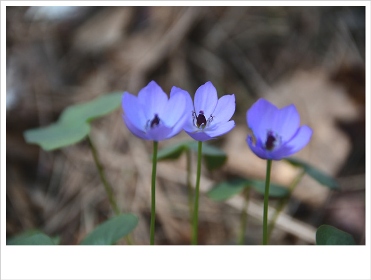 깽깽이풀...♥♡♥