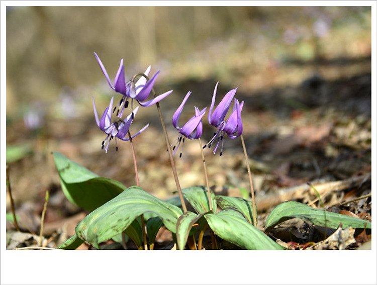 얼레지...♥♡♥