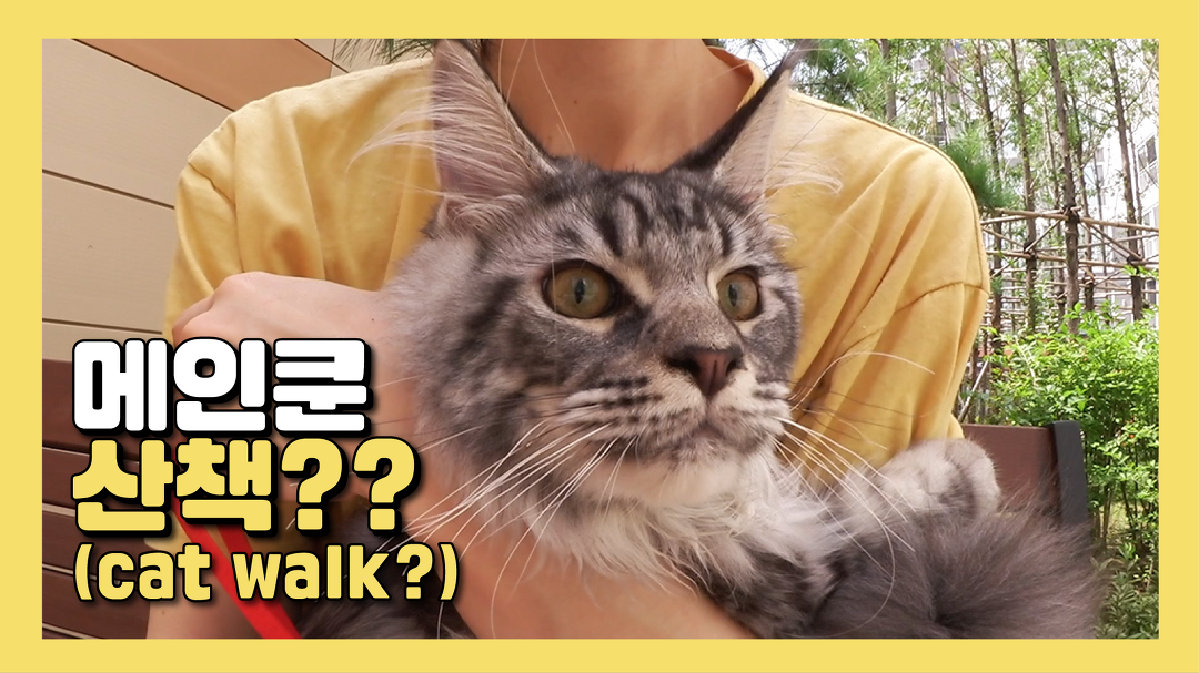 메인쿤 고양이 정말 산책이 가능할까 Cat Walk? - Kakaotv