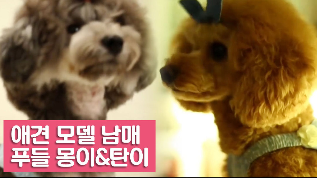 애견 모델 남매, 푸들 몽이와 탄이 [여자친구! 강아지를 부탁해] 1회 - kakaoTV 애견 모델 남매, 푸들 몽이와 탄이 [여자친구! 강아지를 부탁해]... 
