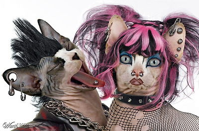 Punk Pet Wild Pets Funny