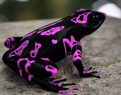 weirdest-frogs08.jpg