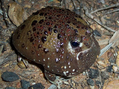 weirdest-frogs16.jpg