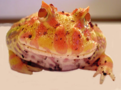 weirdest-frogs01.jpg