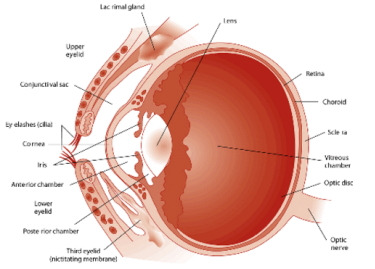 안구 눈 해부도.jpg : 동물용 안약과 관련한 동물약국 이용 방법
