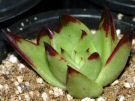 Echeveria agavoides v. corderoyi