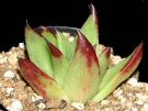 Echeveria agavoides v. corderoyi