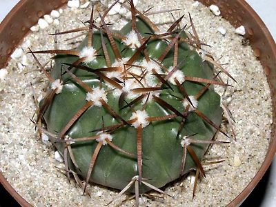 능파관(綾波冠) Discocactus subviridigriseus