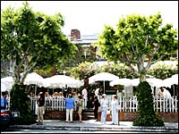 The Ivy