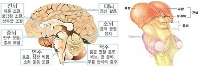 사진: 인간의 뇌를 부위별로 설명하고 있는 이미지. 왼쪽은 전체에 대한 설명이고 오른쪽은 시상하부에 대한 설명이다. [송과선(송과체)란 것은? - 기능과 위치]