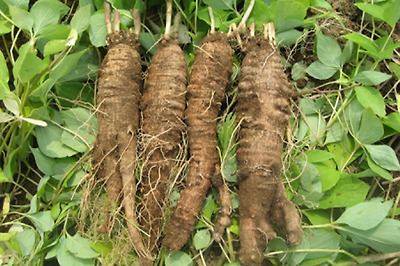 더덕 효능 더덕구이 요리 황금레시피