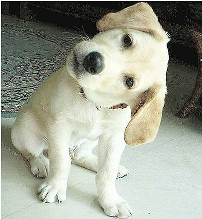 넌센스 문제 100개