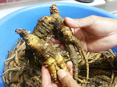 더덕 효능 더덕구이 요리 황금레시피