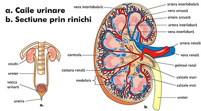 신장에 좋은 음식 10_2