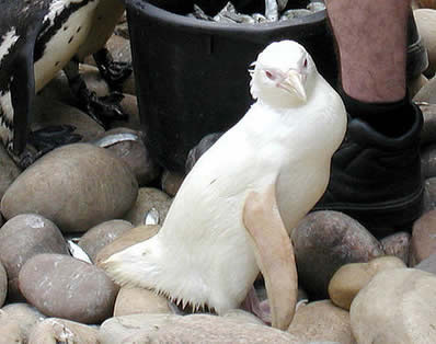 흰색 펭귄 
