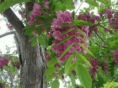 Image result for 아카시아 - gif