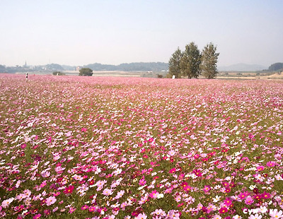 코스모스 (사진:최용우)