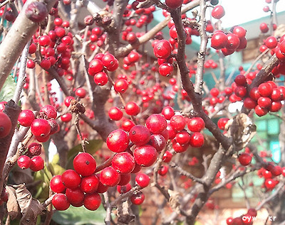 낙상홍 열매(사진:최용우)