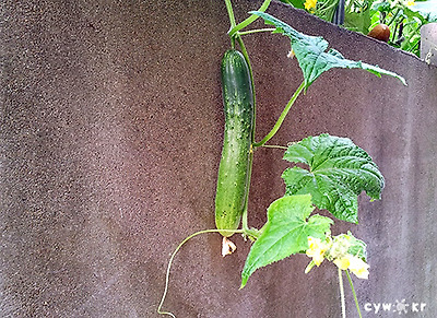 담넘어온 오이 (사진:최용우)