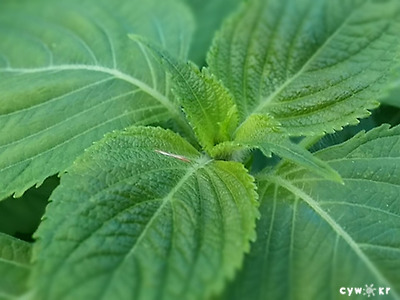 깻잎(사진:최용우)