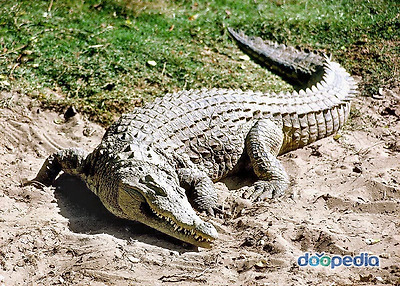 이악어에게클릭하세요!!!!