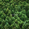 forest 썸네일