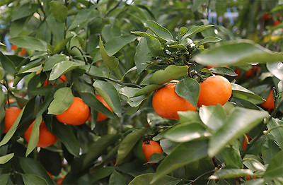 하례조생 감귤/ 사진제공=진짜맛있는과일