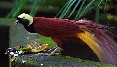 birds