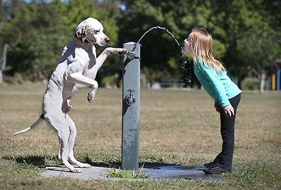 kids and pets