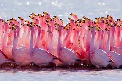 birds