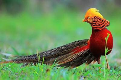 birds
