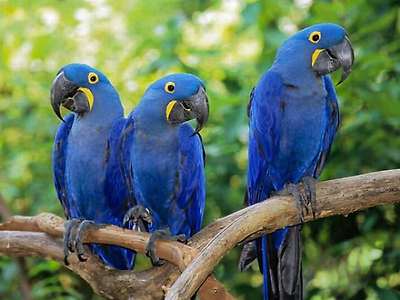 birds