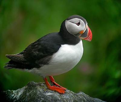 birds
