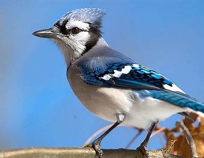 birds